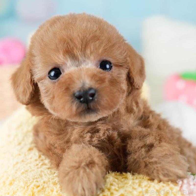 販売中の埼玉県のトイプードル-434876