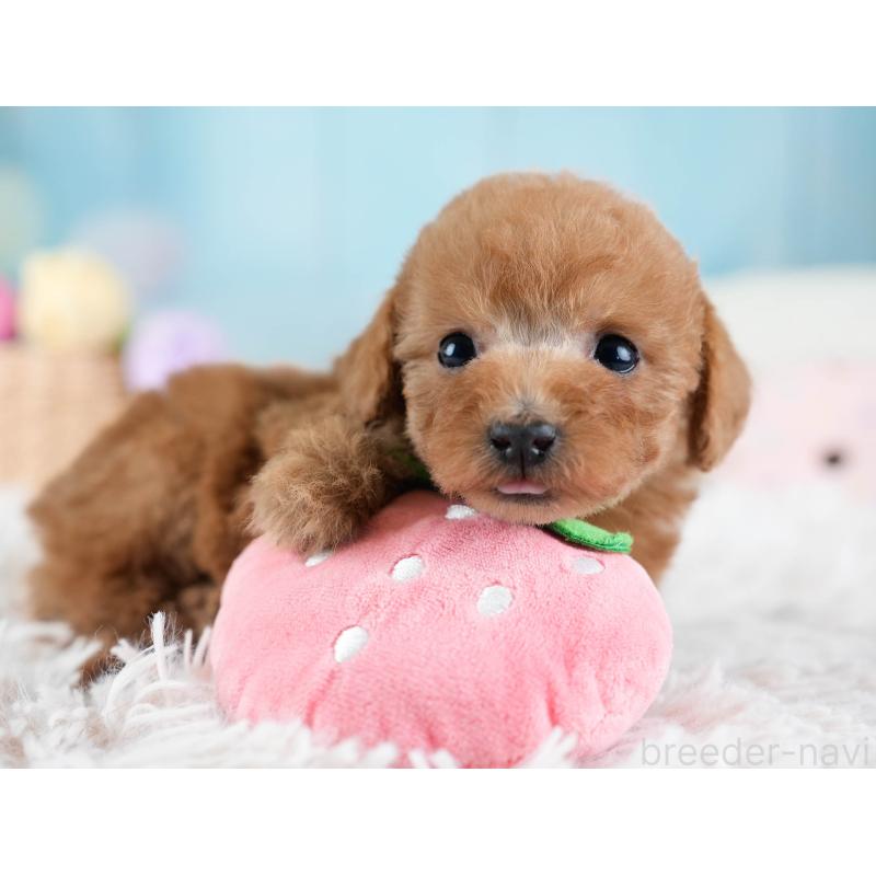 販売中の埼玉県のトイプードル-434876の11枚目