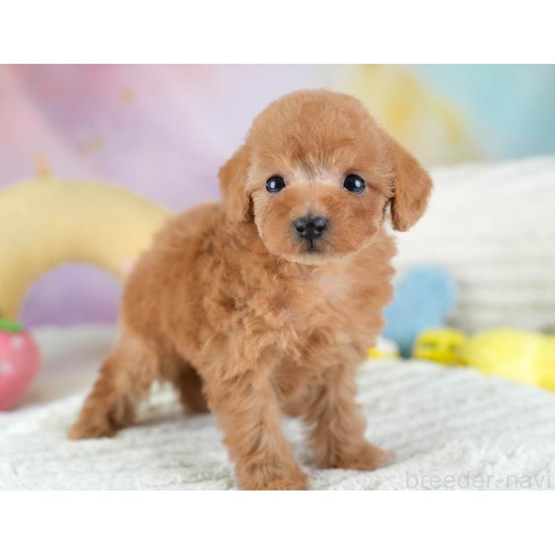 販売中の埼玉県のトイプードル-434876の10枚目