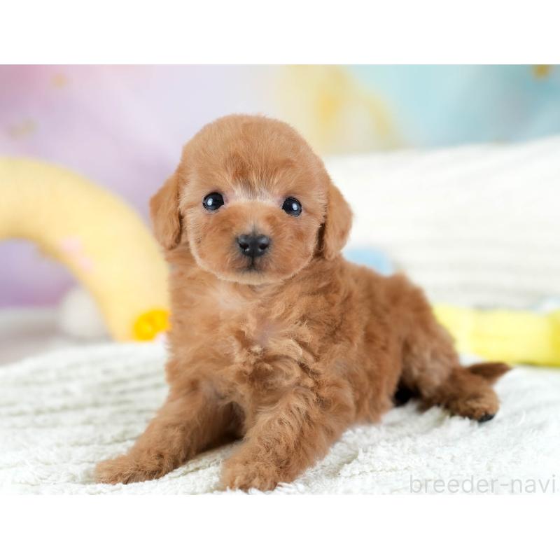 販売中の埼玉県のトイプードル-434876の9枚目