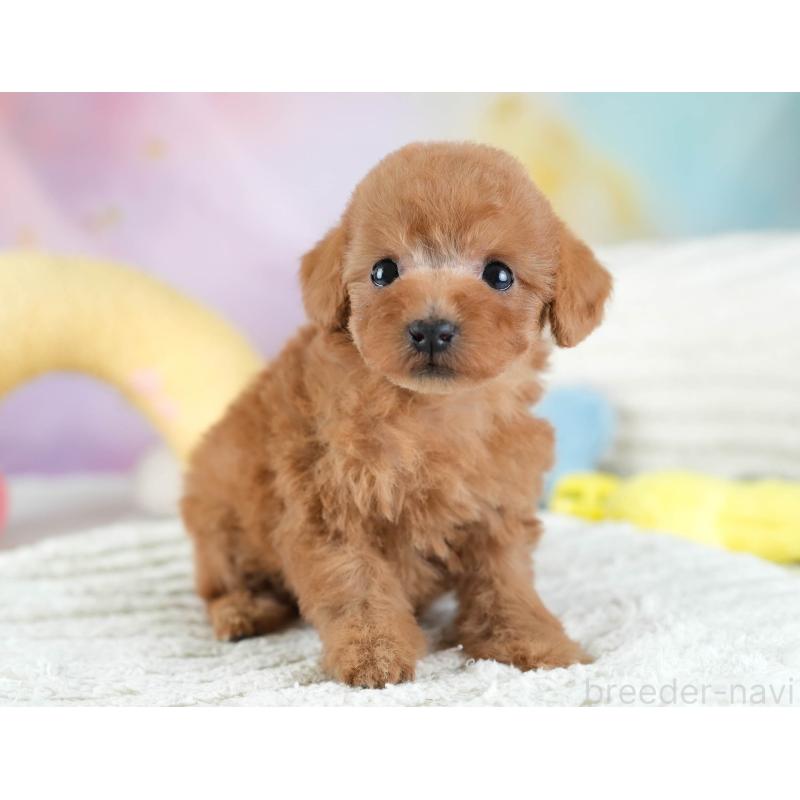 販売中の埼玉県のトイプードル-434876の8枚目