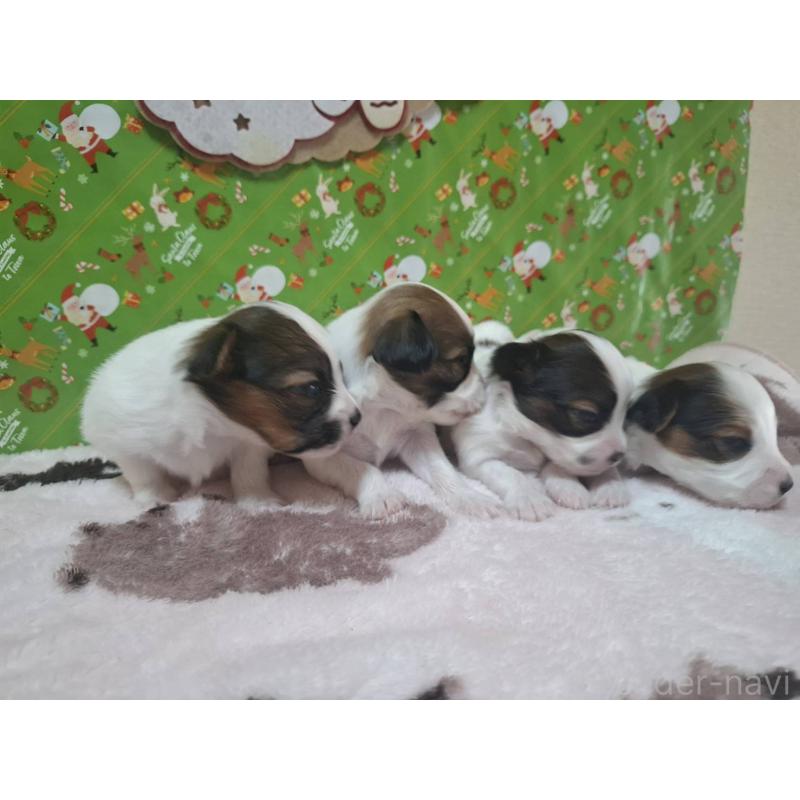 販売中の愛媛県のパピヨン-434546の8枚目