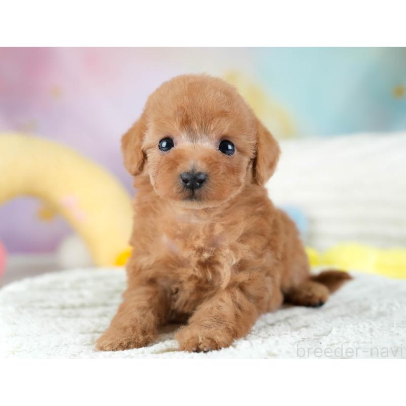 販売中の埼玉県のトイプードル-434876の7枚目