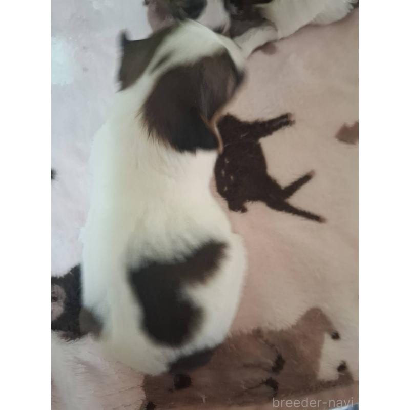 販売中の愛媛県のパピヨン-434546の7枚目