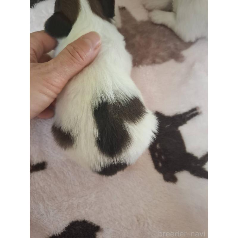 販売中の愛媛県のパピヨン-434546の5枚目