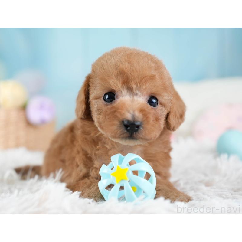 販売中の埼玉県のトイプードル-434876の5枚目