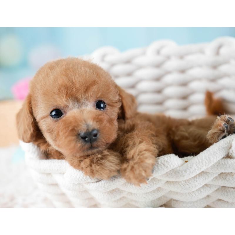 販売中の埼玉県のトイプードル-434876の4枚目