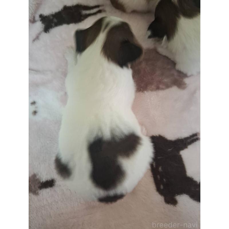 販売中の愛媛県のパピヨン-434546の3枚目