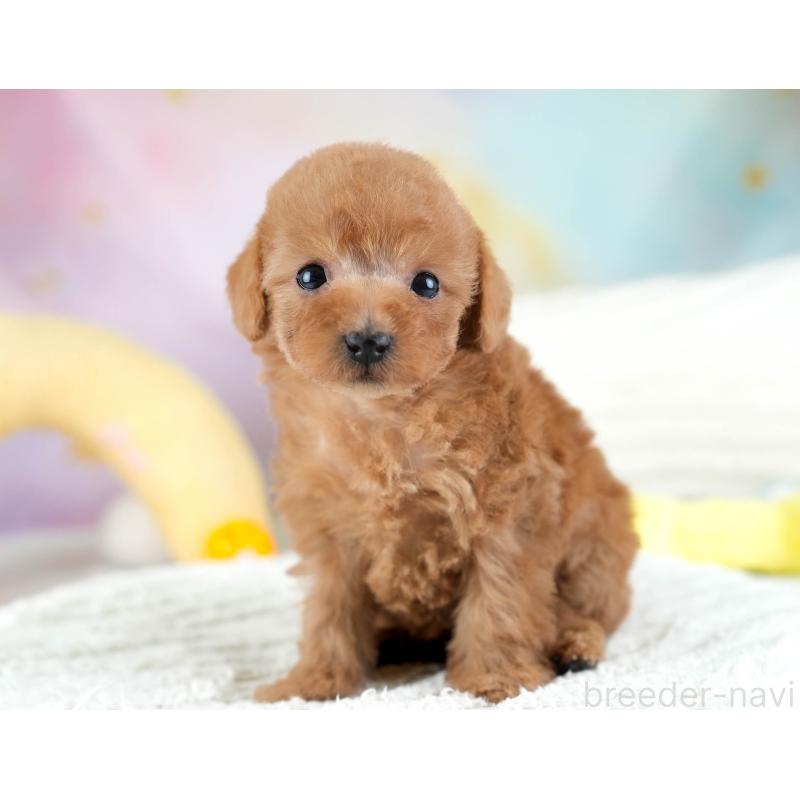 販売中の埼玉県のトイプードル-434876の3枚目