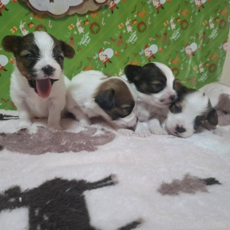 販売中の愛媛県のパピヨン-434546の2枚目