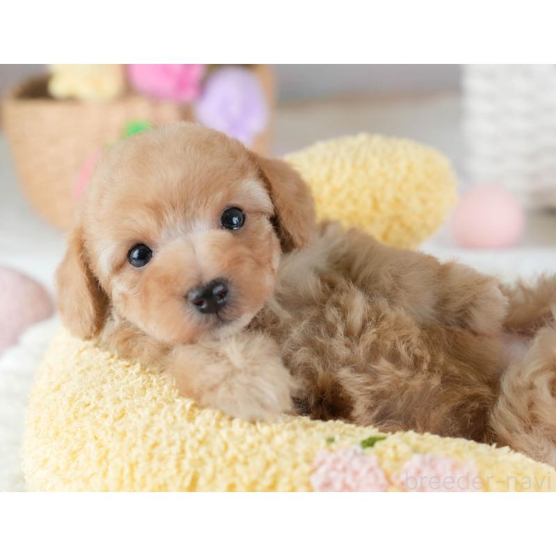 販売中の埼玉県のトイプードル-434874の11枚目