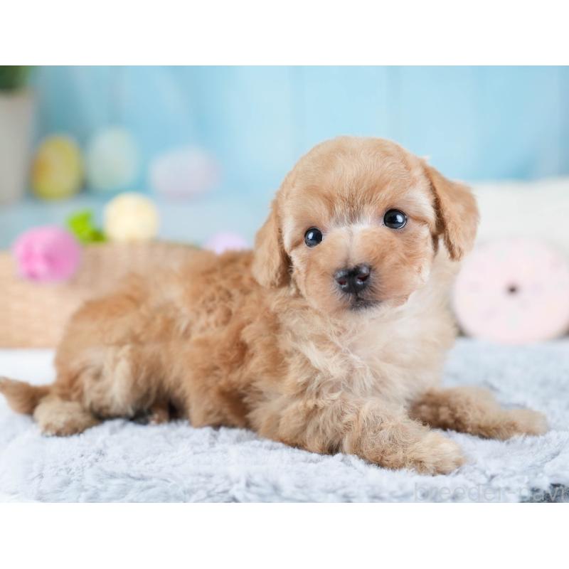 販売中の埼玉県のトイプードル-434874の10枚目