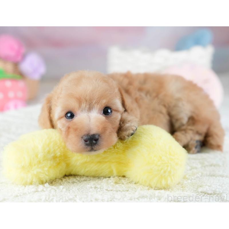 販売中の埼玉県のトイプードル-434874の9枚目