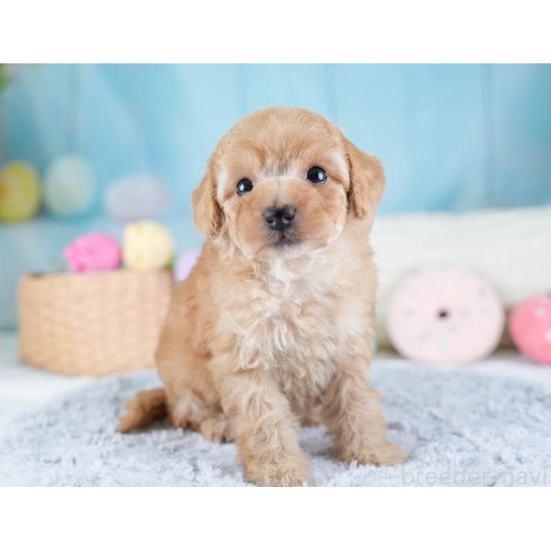 販売中の埼玉県のトイプードル-434874の8枚目