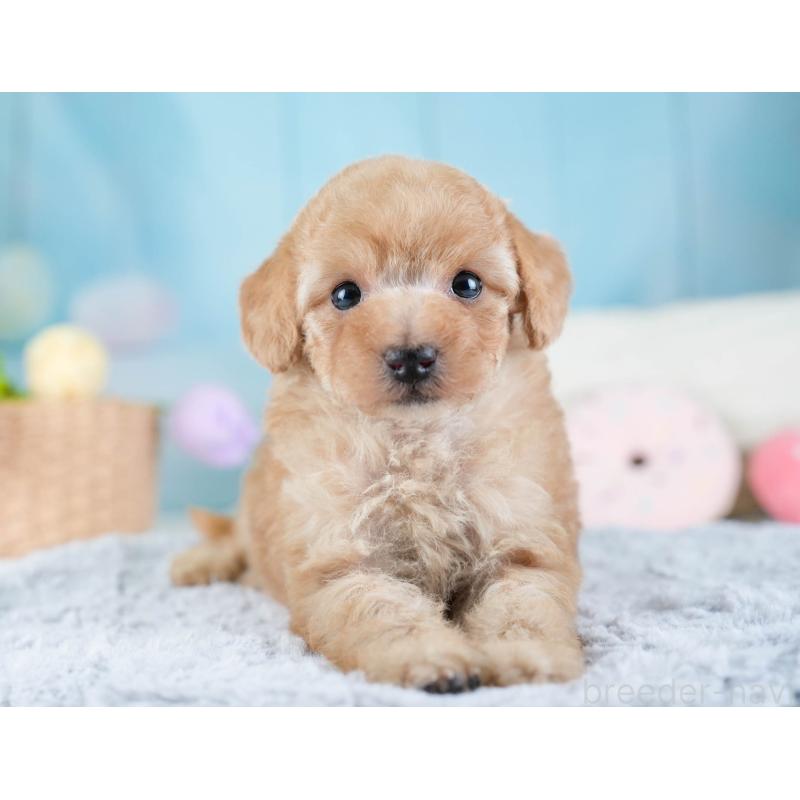 販売中の埼玉県のトイプードル-434874の7枚目