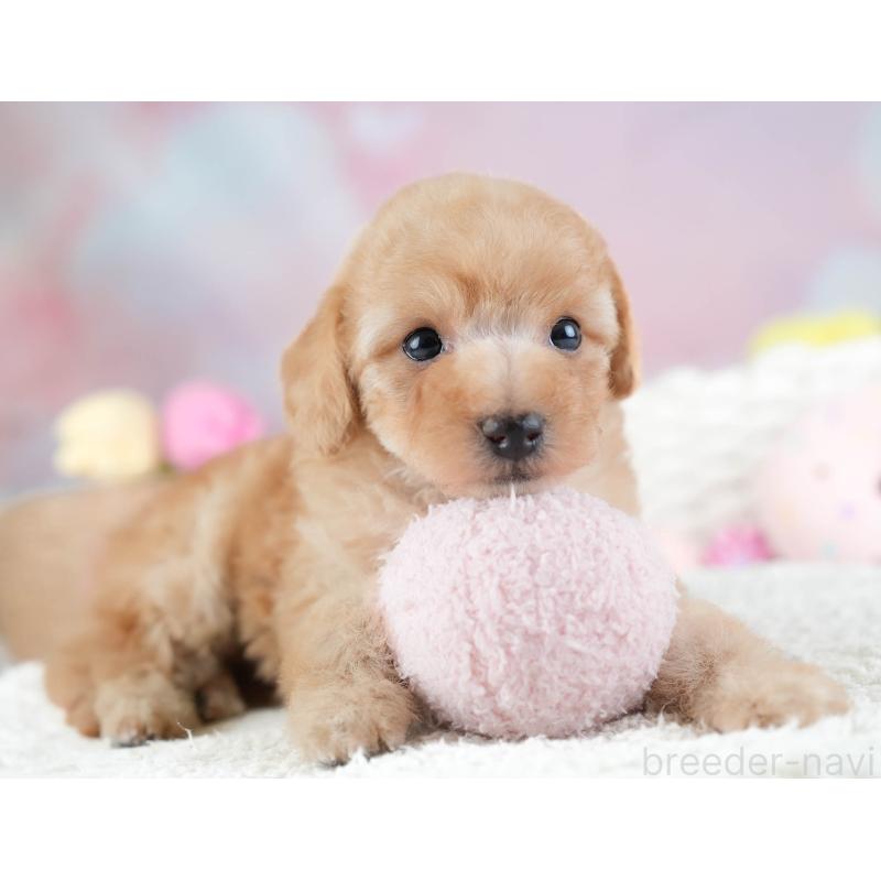 販売中の埼玉県のトイプードル-434874の6枚目