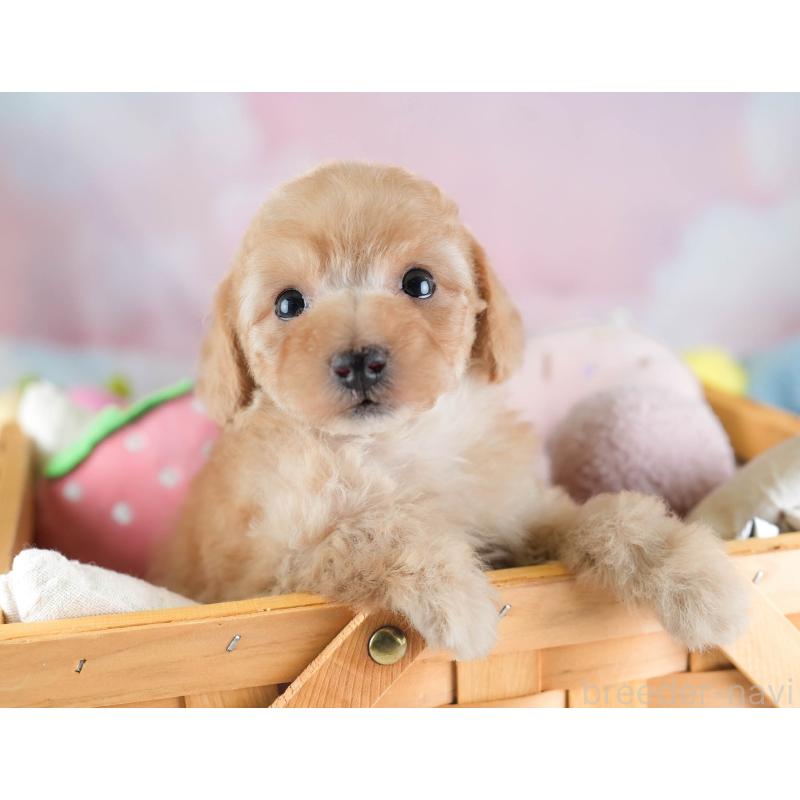 販売中の埼玉県のトイプードル-434874の5枚目