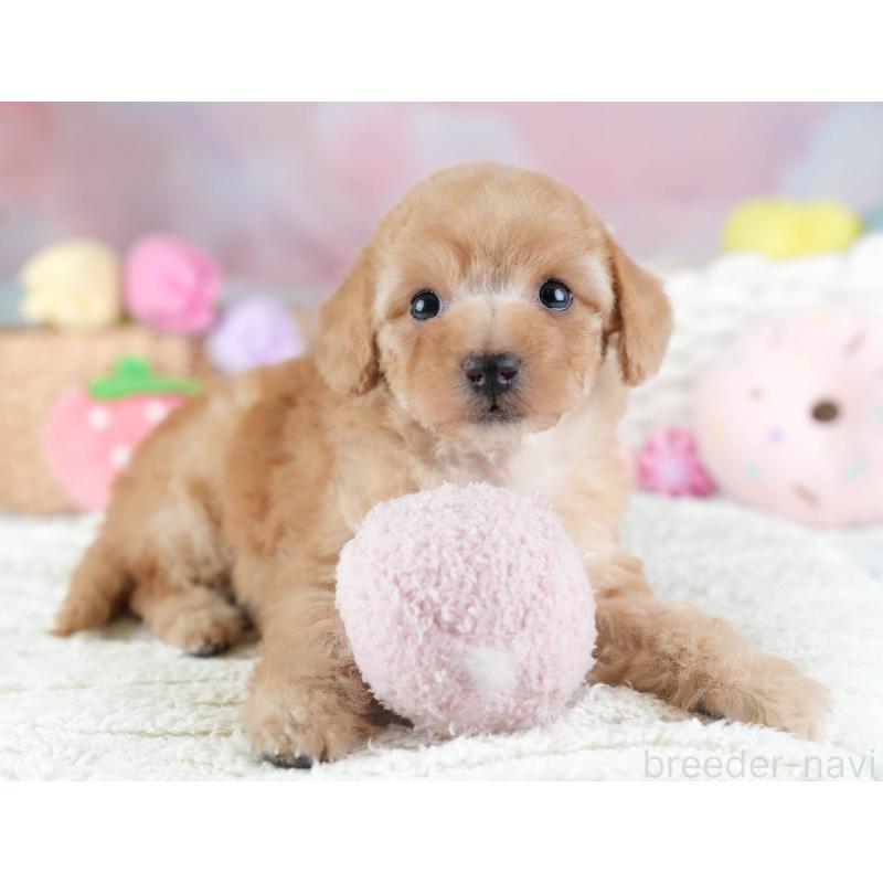 販売中の埼玉県のトイプードル-434874の4枚目