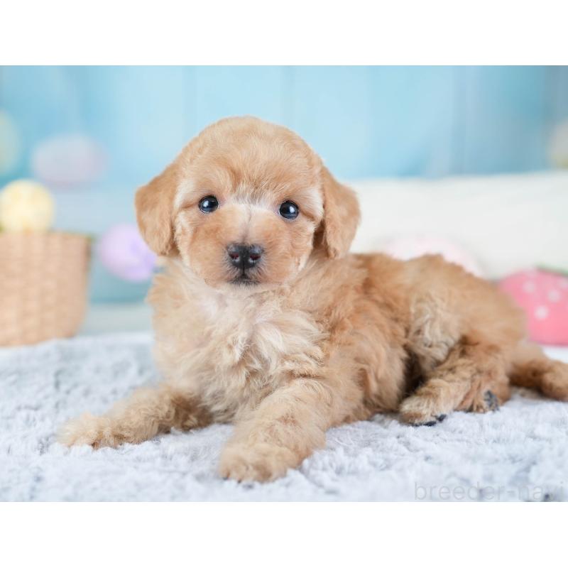 販売中の埼玉県のトイプードル-434874の3枚目