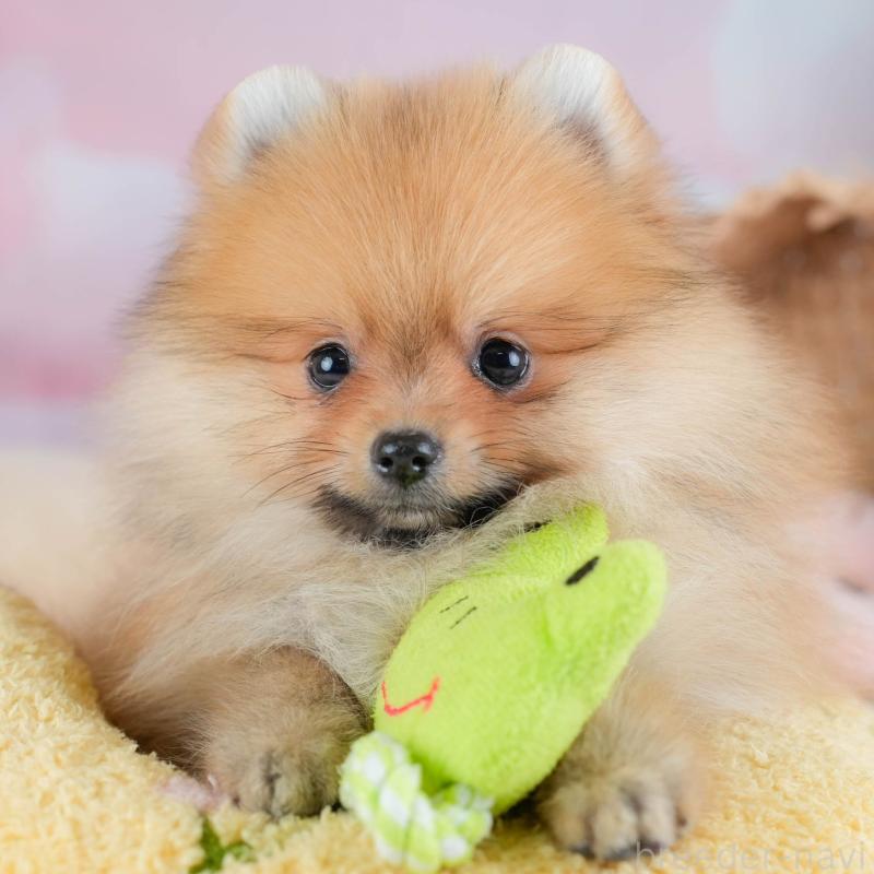 販売中の栃木県のポメラニアン-434573の1枚目