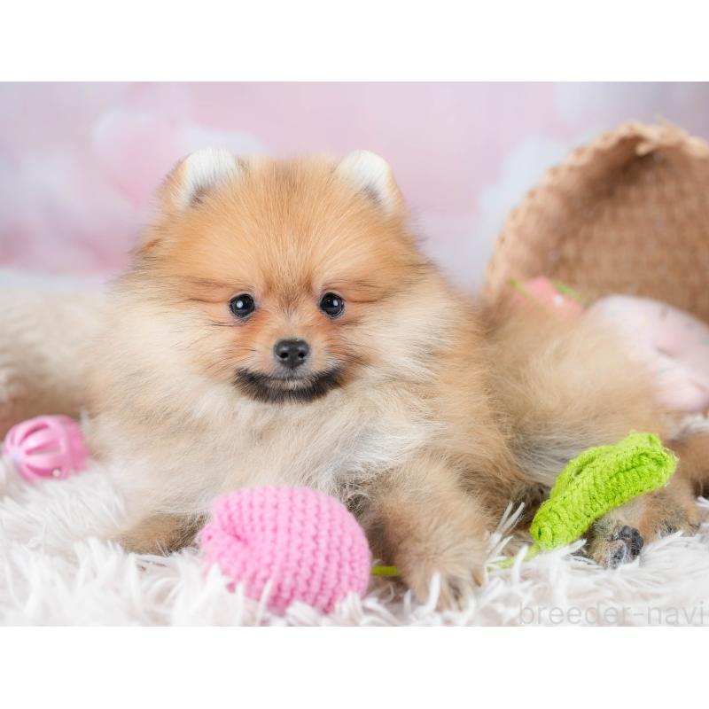 販売中の栃木県のポメラニアン-434573の11枚目