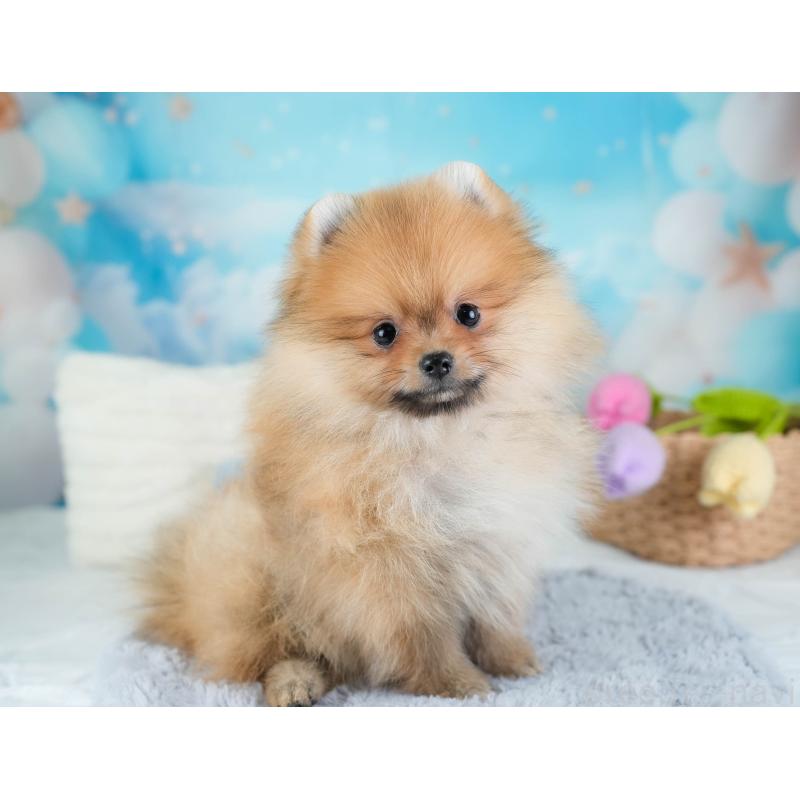 販売中の栃木県のポメラニアン-434573の10枚目