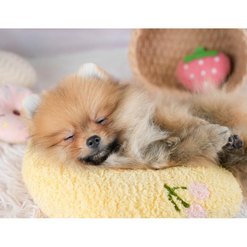 販売中の栃木県のポメラニアン-434573の9枚目