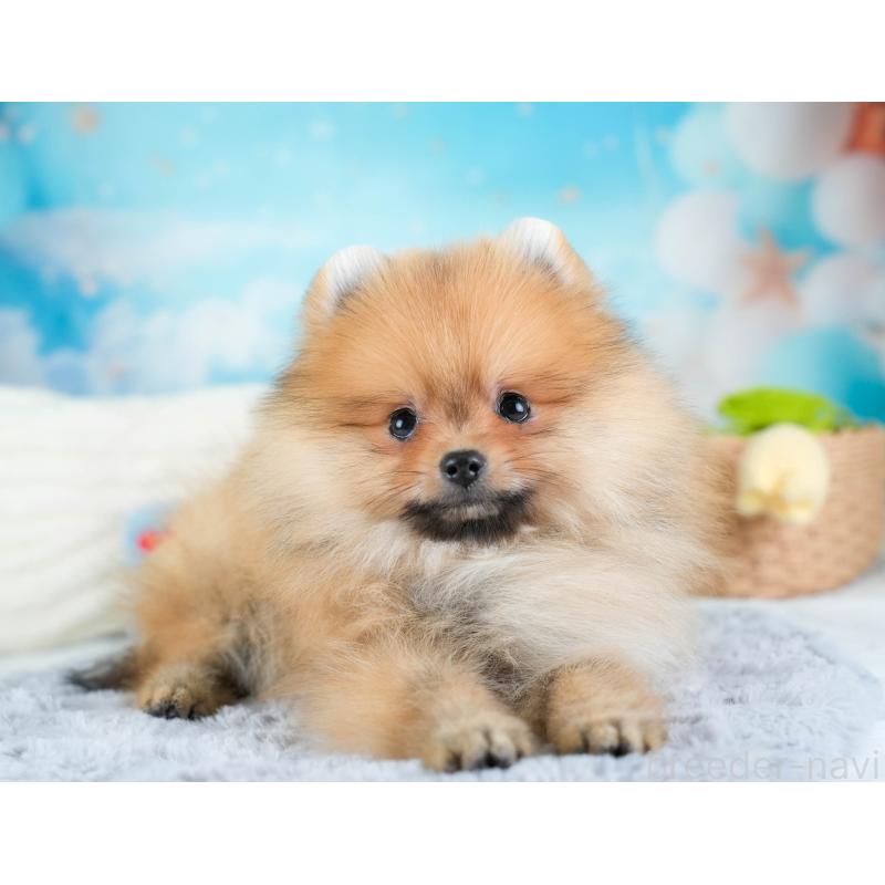 販売中の栃木県のポメラニアン-434573の8枚目