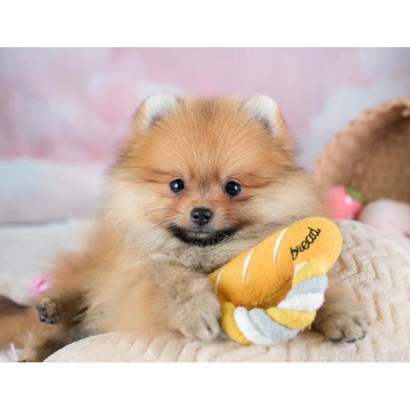 販売中の栃木県のポメラニアン-434573の7枚目