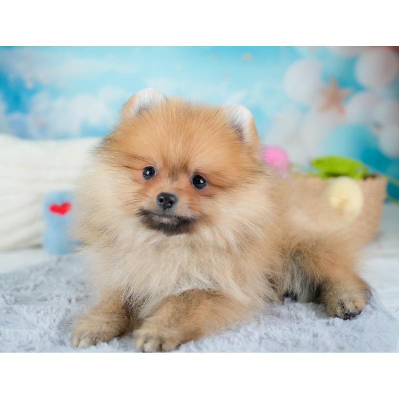 販売中の栃木県のポメラニアン-434573の6枚目