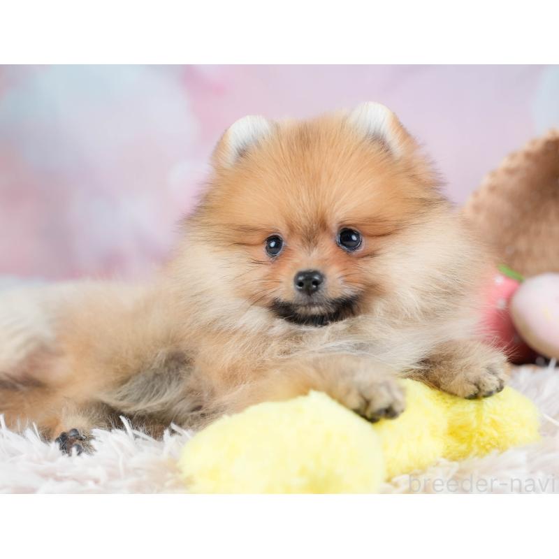 販売中の栃木県のポメラニアン-434573の5枚目