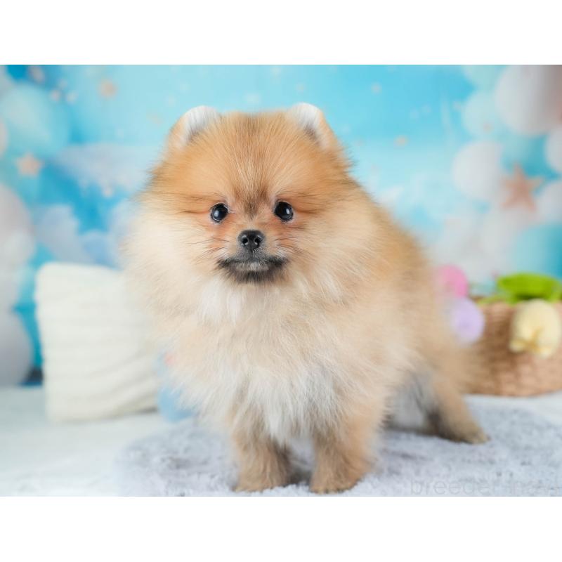 販売中の栃木県のポメラニアン-434573の4枚目