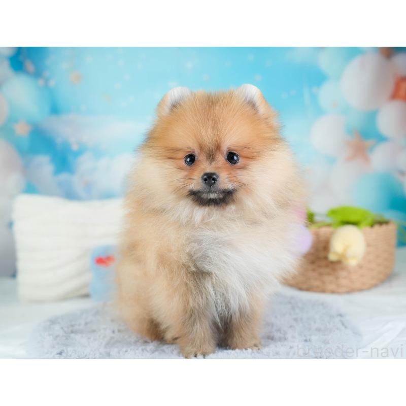 販売中の栃木県のポメラニアン-434573の3枚目