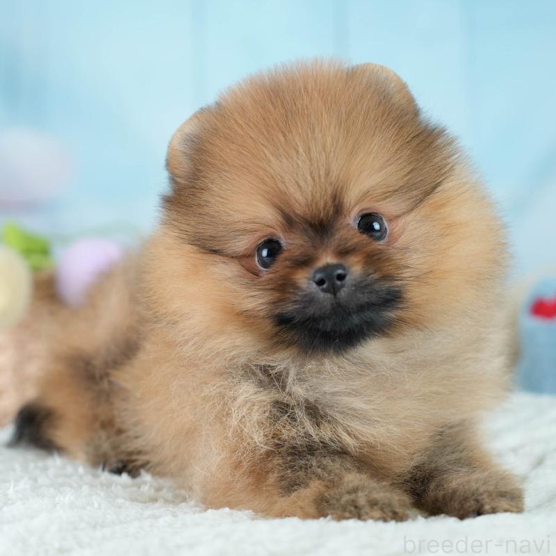 販売中の栃木県のポメラニアン-434576