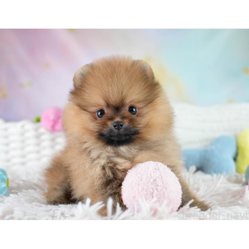 販売中の栃木県のポメラニアン-434576の11枚目