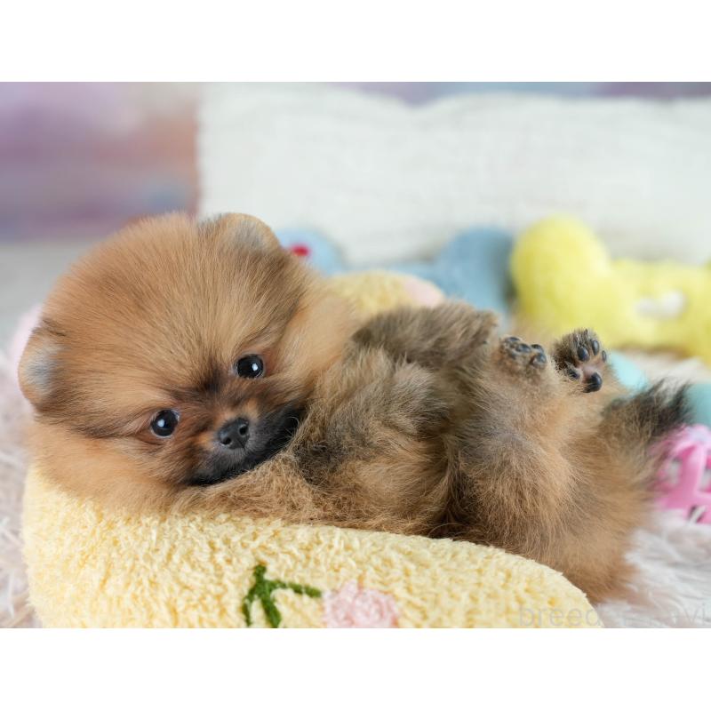 販売中の栃木県のポメラニアン-434576の9枚目