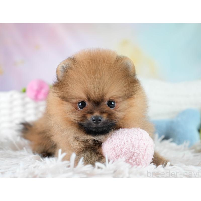 販売中の栃木県のポメラニアン-434576の8枚目