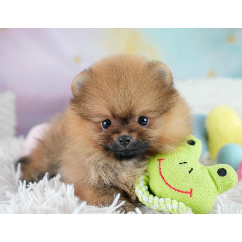 販売中の栃木県のポメラニアン-434576の7枚目