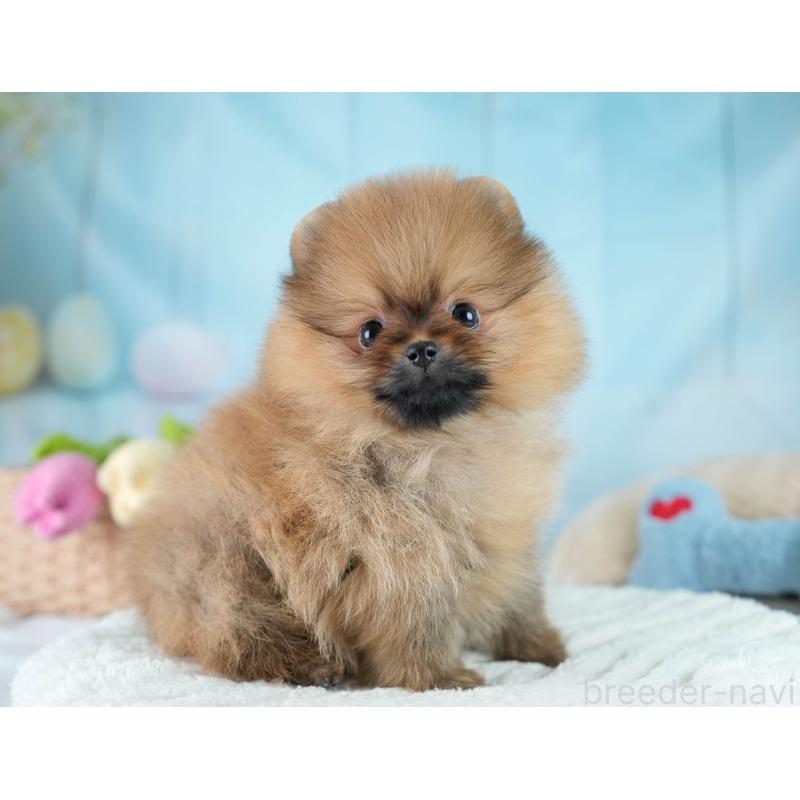 販売中の栃木県のポメラニアン-434576の3枚目