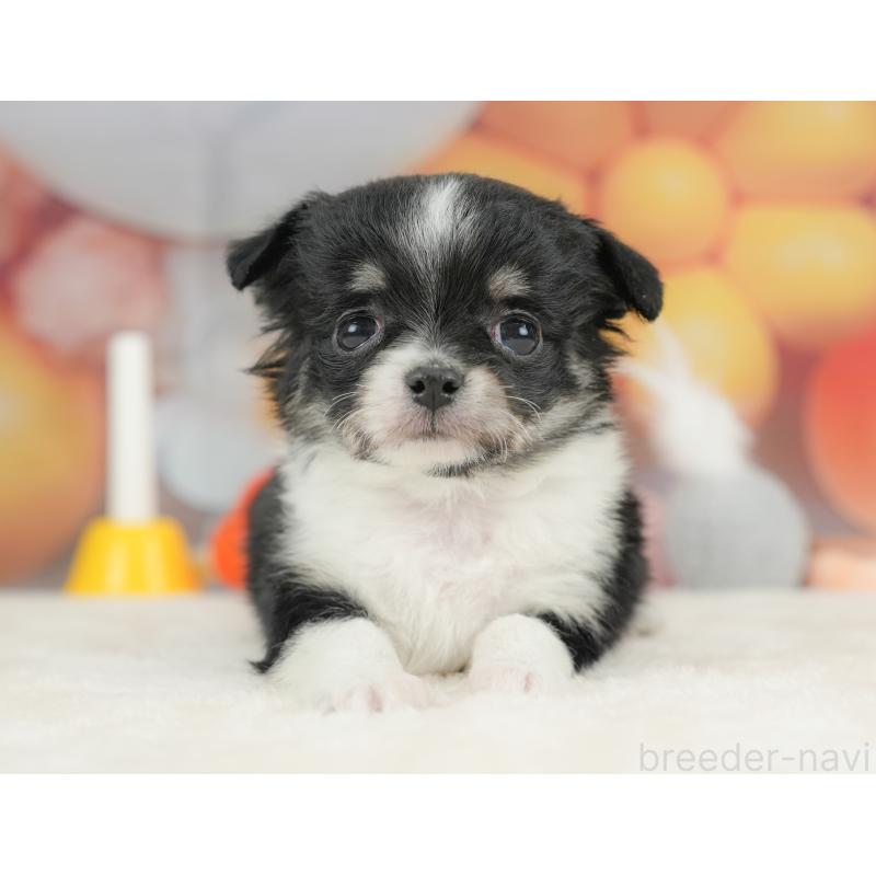 販売中の栃木県のチワワ(ロングコート)-434585の1枚目