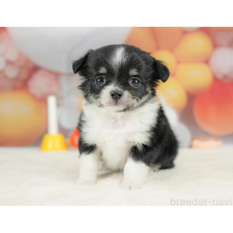 販売中の栃木県のチワワ(ロングコート)-434585の11枚目