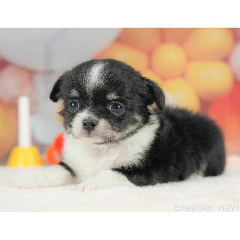 販売中の栃木県のチワワ(ロングコート)-434585の10枚目