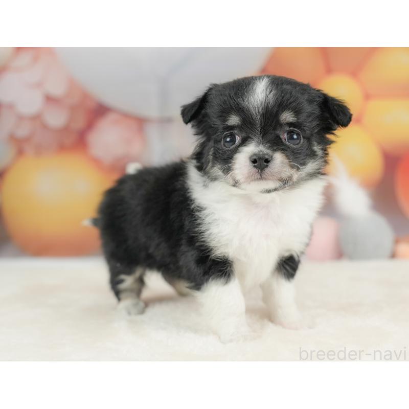 販売中の栃木県のチワワ(ロングコート)-434585の9枚目