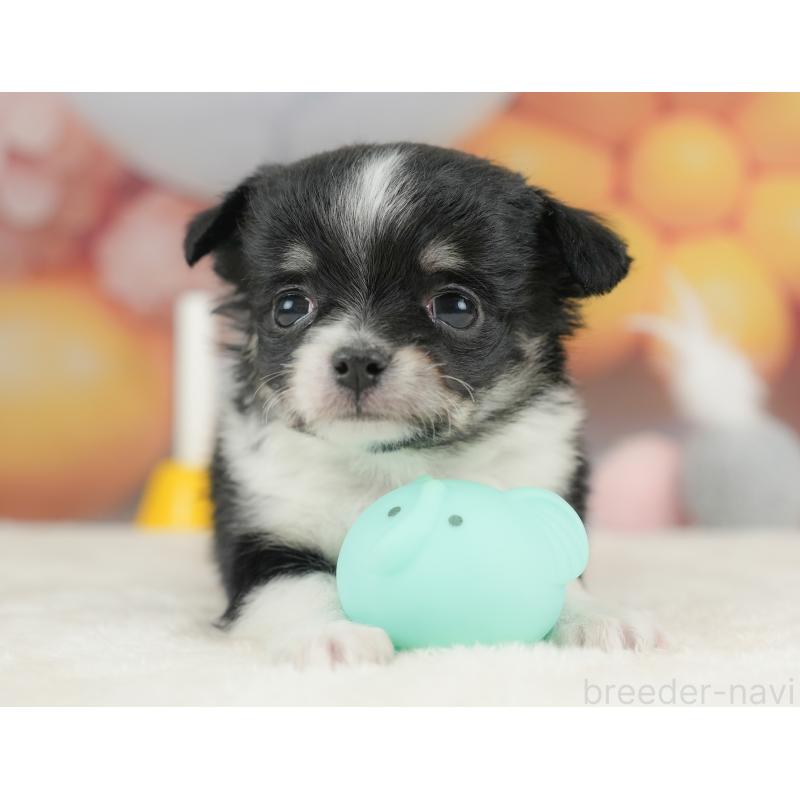 販売中の栃木県のチワワ(ロングコート)-434585の8枚目