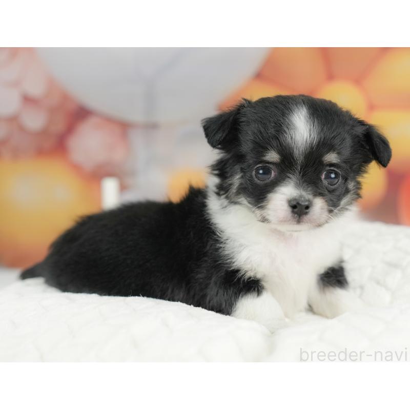 販売中の栃木県のチワワ(ロングコート)-434585の7枚目