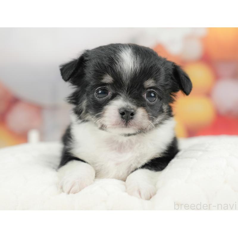 販売中の栃木県のチワワ(ロングコート)-434585の6枚目