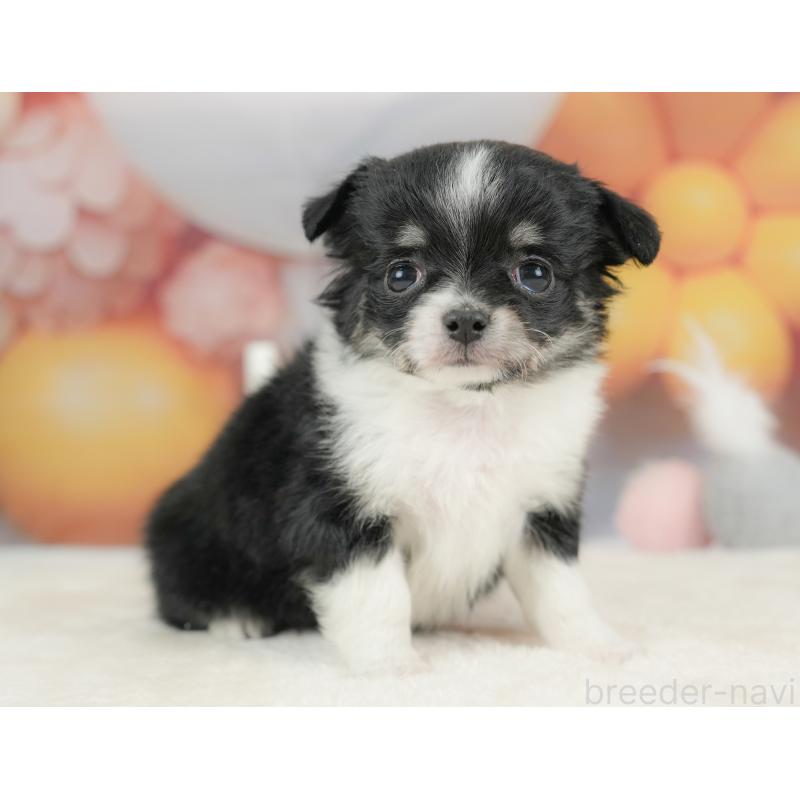 販売中の栃木県のチワワ(ロングコート)-434585の5枚目