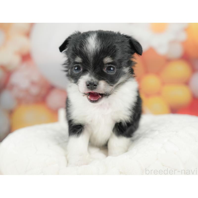 販売中の栃木県のチワワ(ロングコート)-434585の4枚目