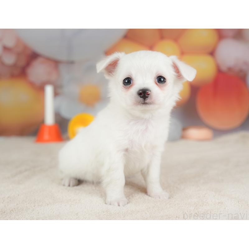 販売中の栃木県のチワワ(ロングコート)-434592の11枚目