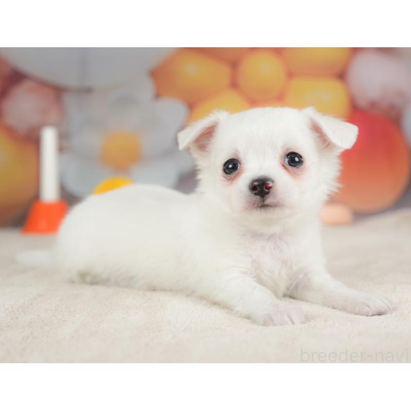 販売中の栃木県のチワワ(ロングコート)-434592の10枚目